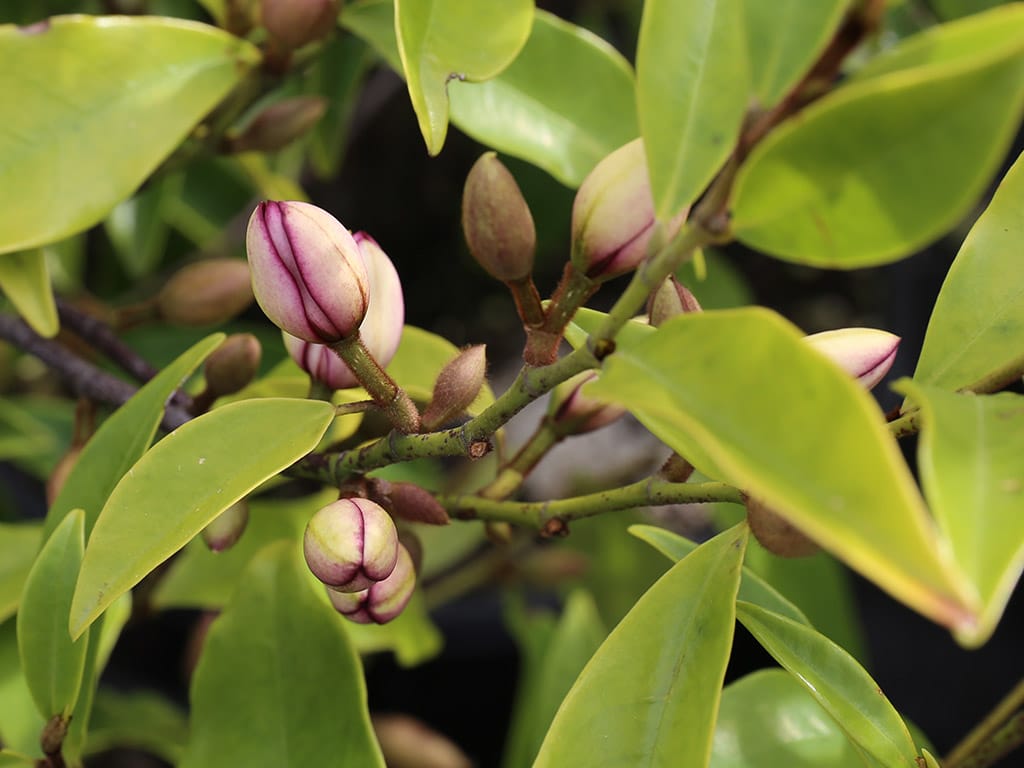 Magnolia Figo