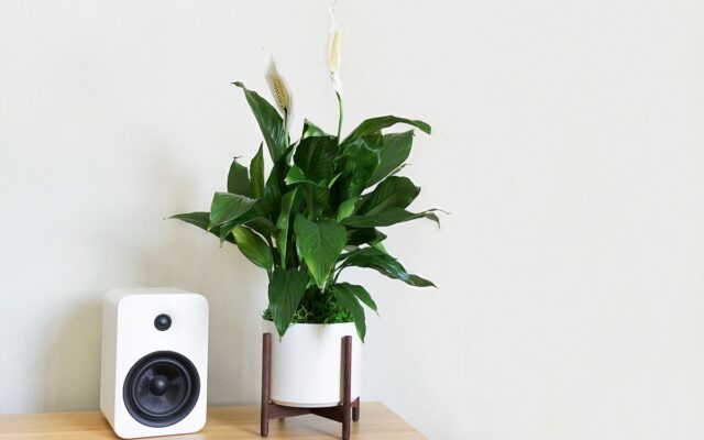 Peace Lily