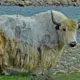 Wild Yaks Vs Domestic Yaks