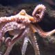 Arm of the Octopus