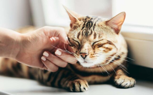 Cats Purr