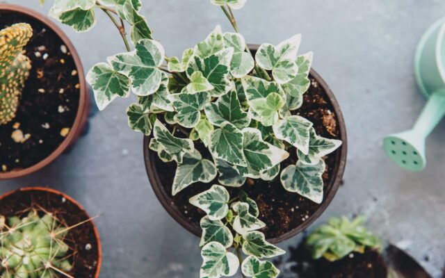Ivy Plant Types