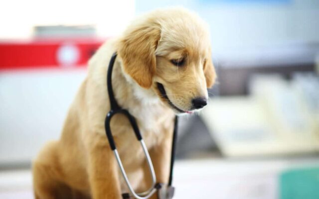 Pet Therapy