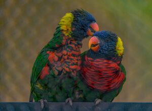 Different Types of Parrots