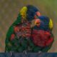 Different Types of Parrots