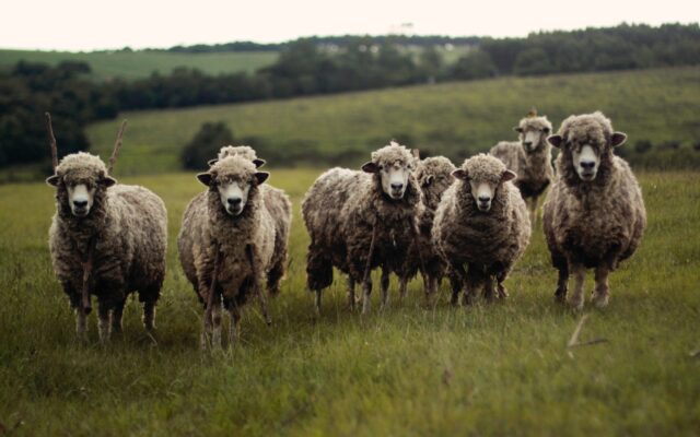 Different Types of Sheep