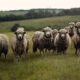 Different Types of Sheep