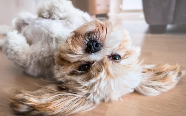 Smartest Dog Breeds Most Intelligent Dog Breeds