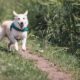 Best Dog Breeds for Runners
