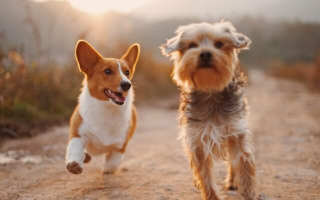 Best Healthiest Dog Breeds