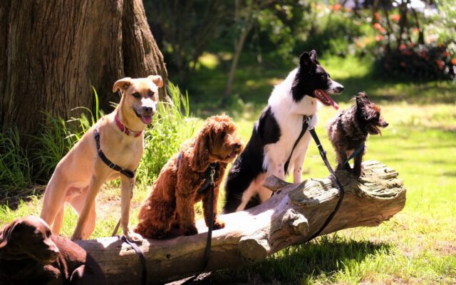 Dog Breeds for Lazy or Busy People