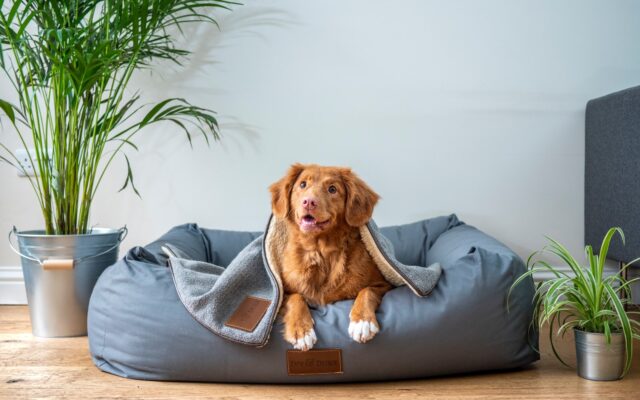 How to Avoid Aggressive Dogs