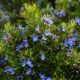 Best Substitutes for Rosemary