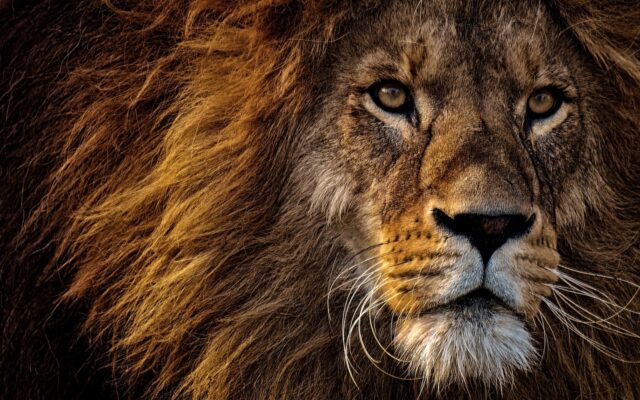 Animals That Can Survive Without Food for a Long Time
