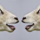 Meat Producing Sheep Breeds