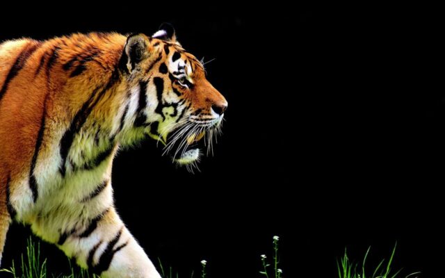 Slowest Animals in the World