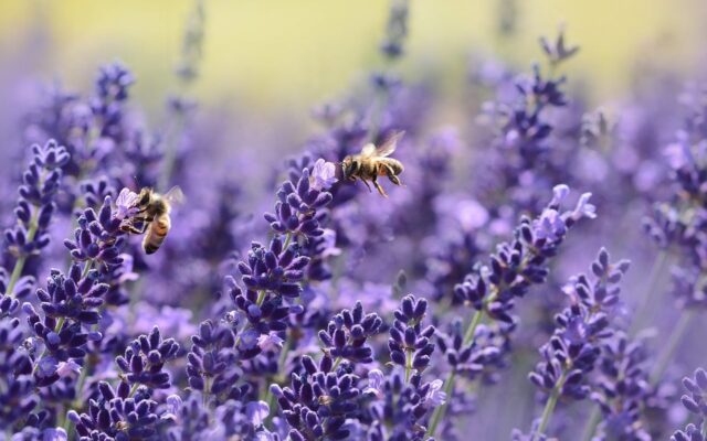 Types of Bees