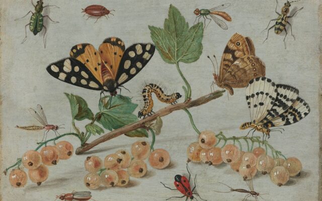 Types of Insects That Fly