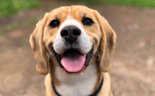 How Long Does It Take a Dog to Digest Food