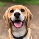 How Long Does It Take a Dog to Digest Food