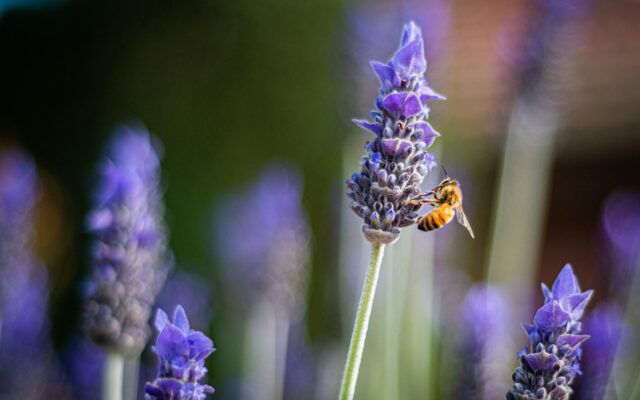 Reben, die Bienen anziehen