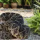 Animales venenosos en California